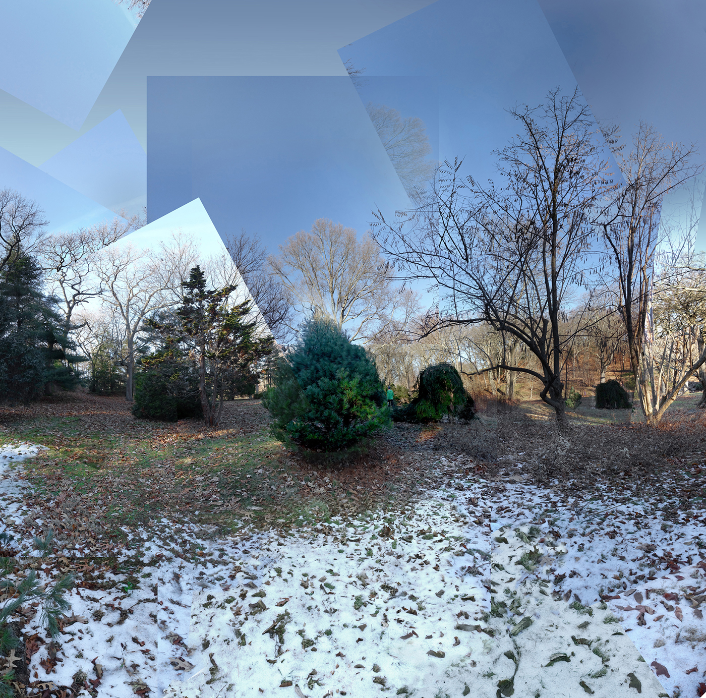 trees in winter with snow in foreground