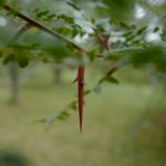 Gleditsia sinensis
