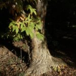 Acer triflorum 97-77-A