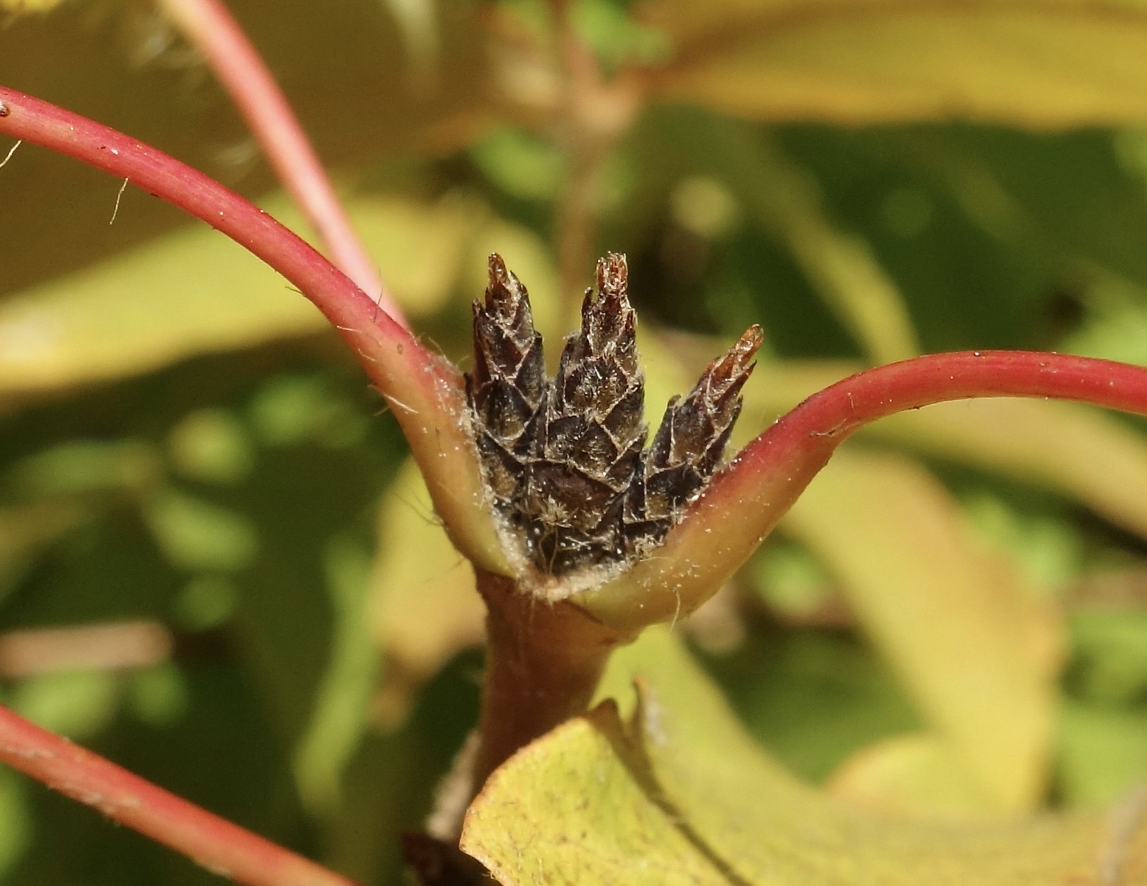 The three flowers that gives Acer triflorum it's name. Accession 97-77*A.
