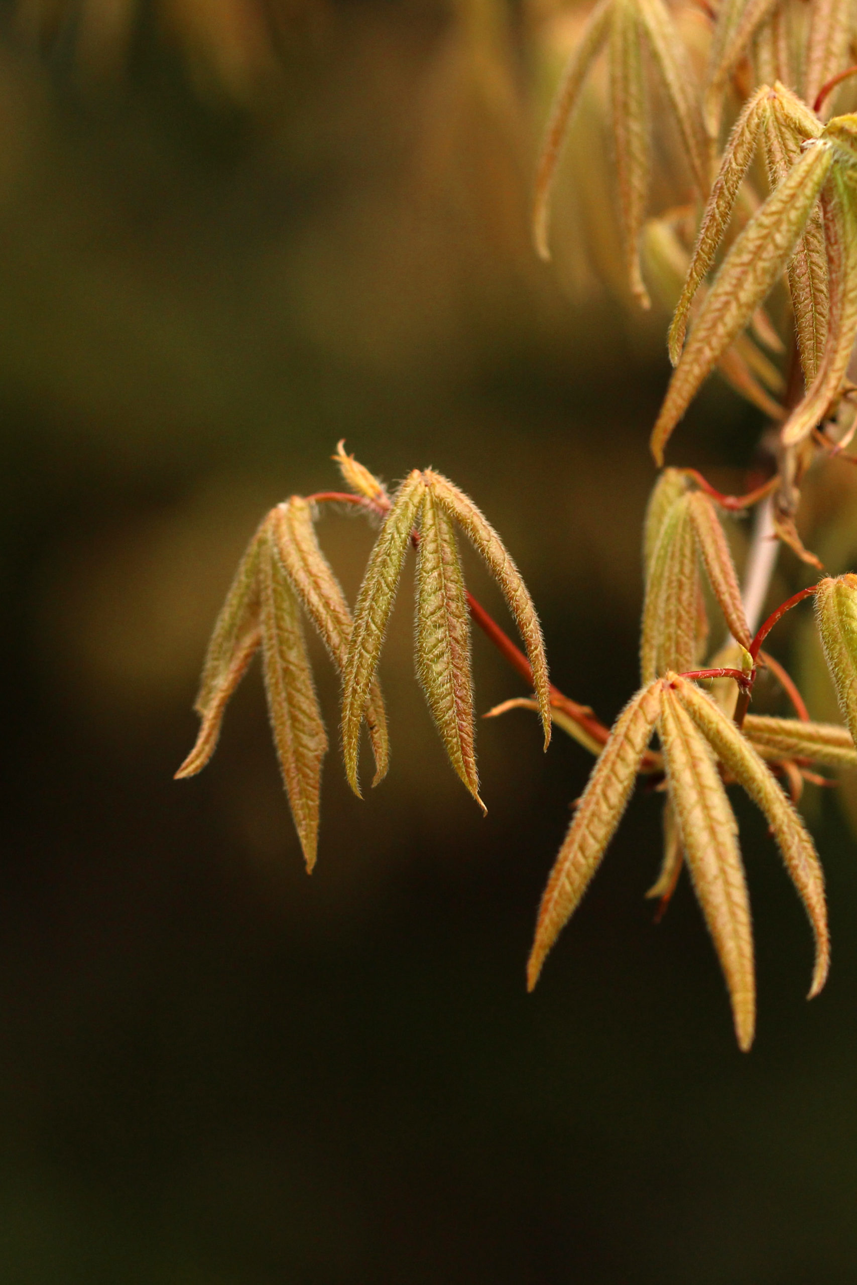 Young leaves of the three-flowered maple (Acer triflorum).