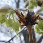 Acer triflorum 97-77-C