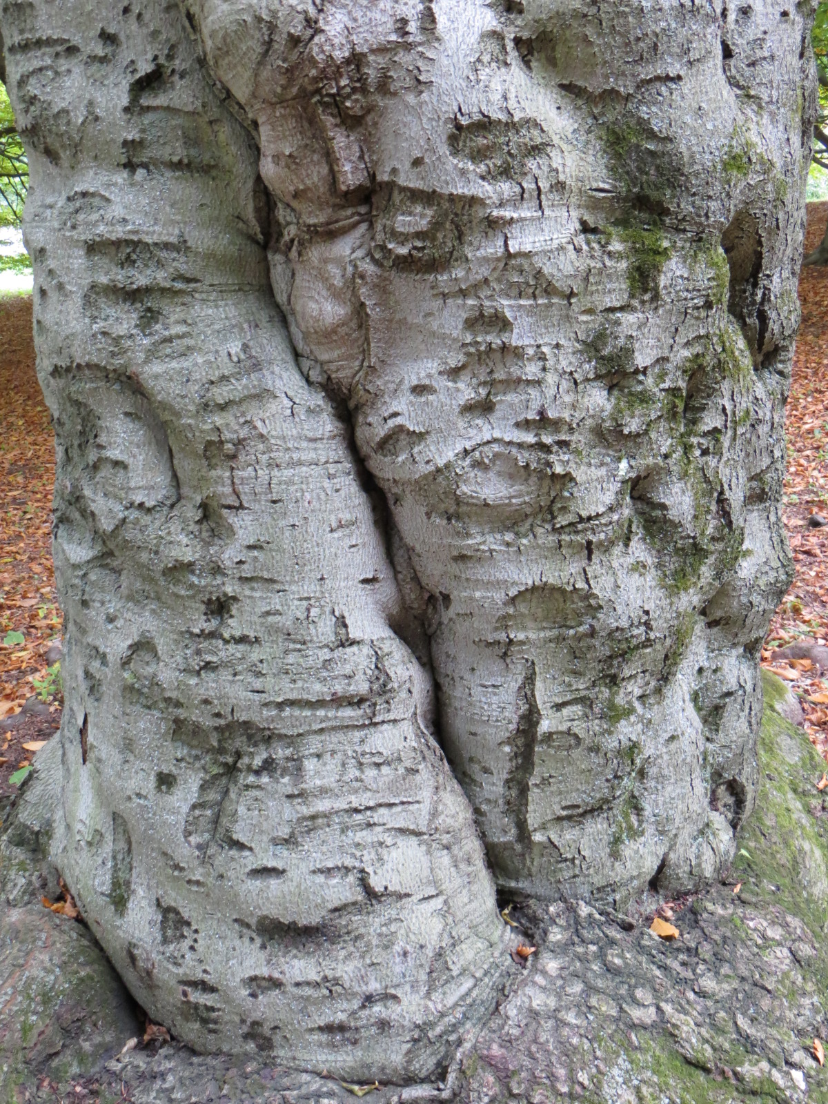 Scarred bark