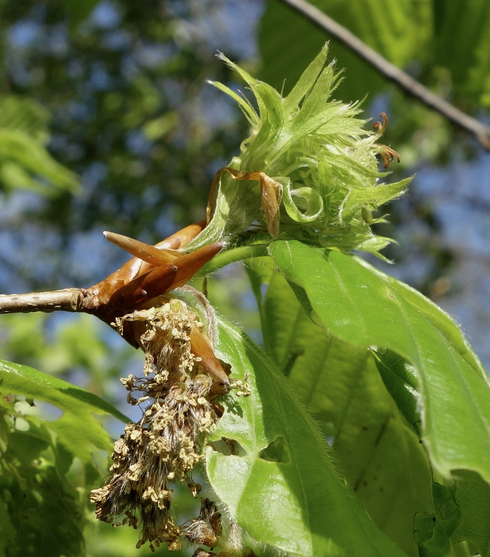 Bud break