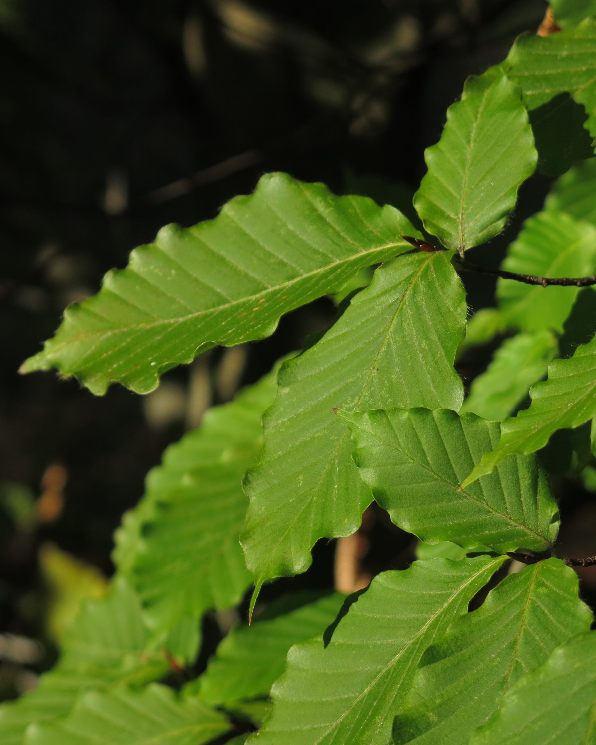 Leaves