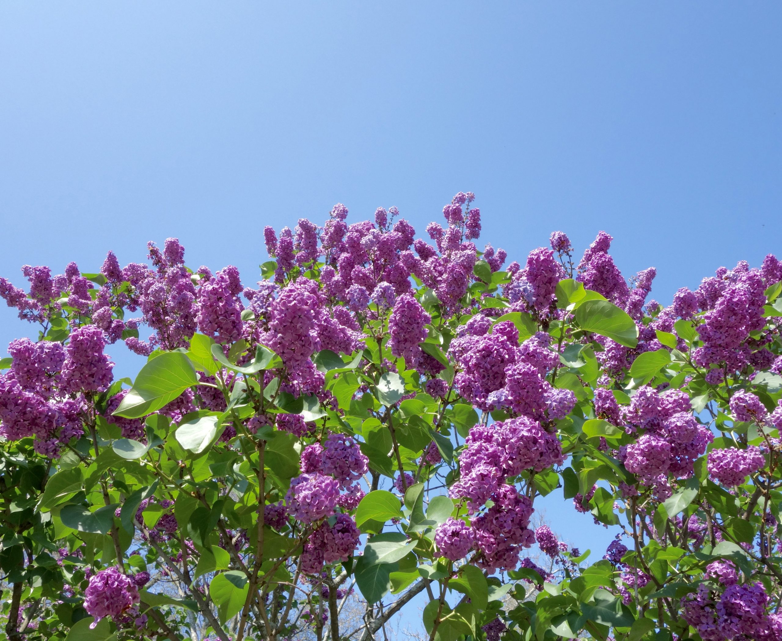 Purple lilacs against blue sky