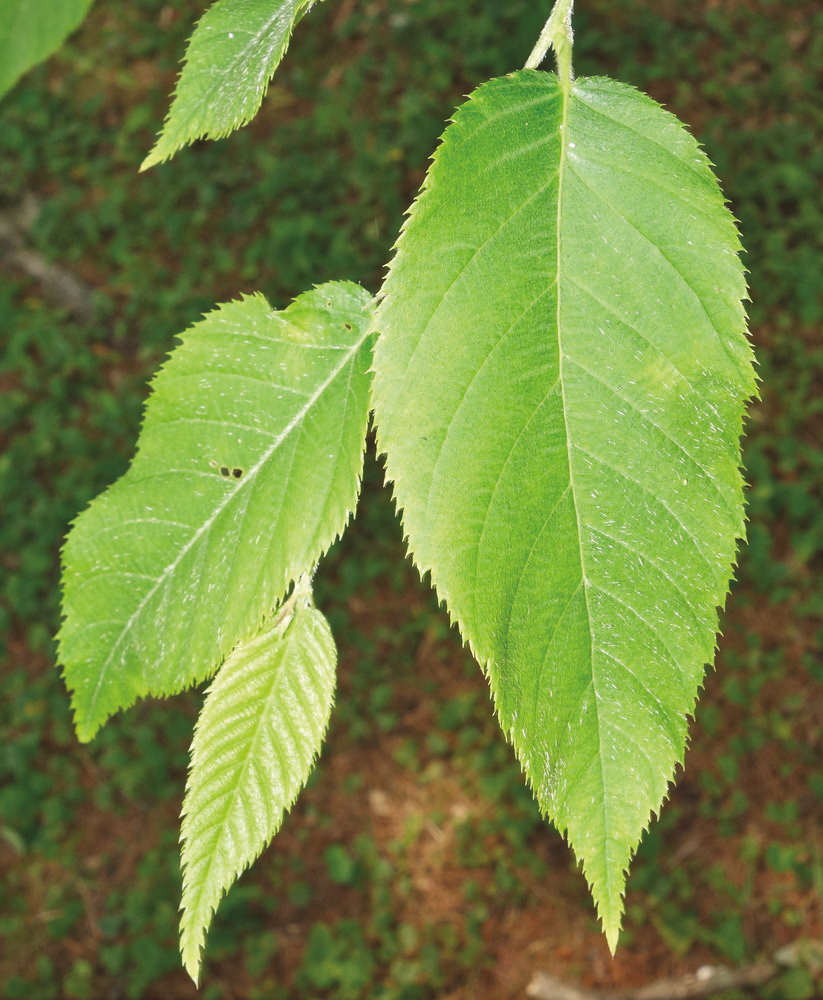 Zhejiang hop-hornbeam by Ned Friedman