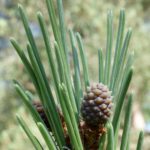 Pinus densiflora 1724-77-A