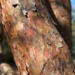 Pinus densiflora 618-38-A Schissler 2017-02-23