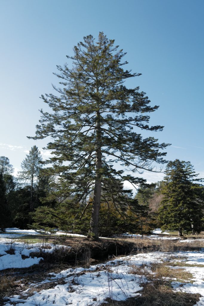 A stately Nikko fir (Abies homolepis var. homolepis accession 5675*C) adjacent to Hemlock Hill Road.