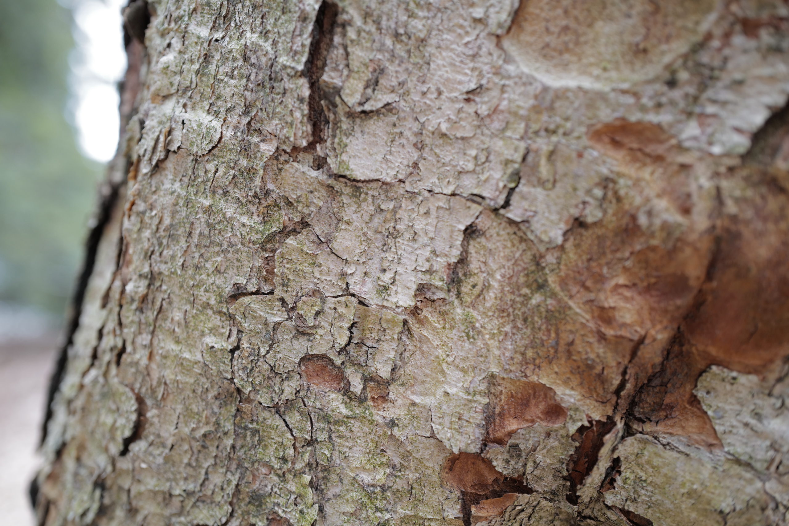 Bark of the three-flower maple (Acer triflorum).
