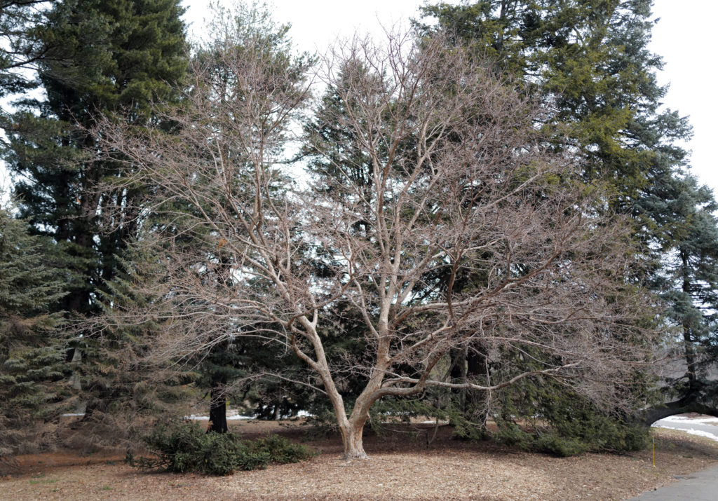 Three-flowered maple (Acer triflorum, accession 97-77*A) in the winter.