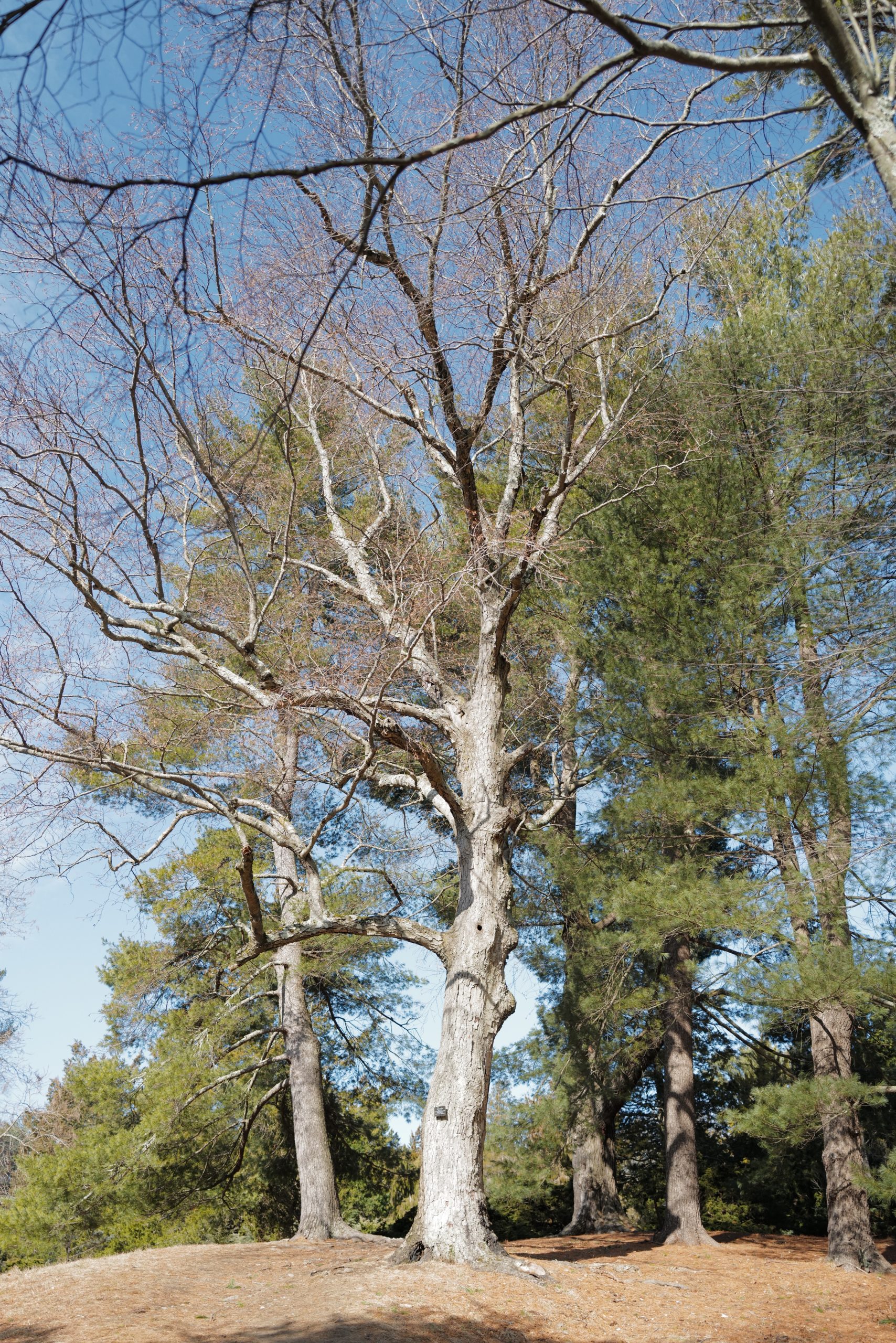 The elderly gnarled sweet birch near the Spring Brook.