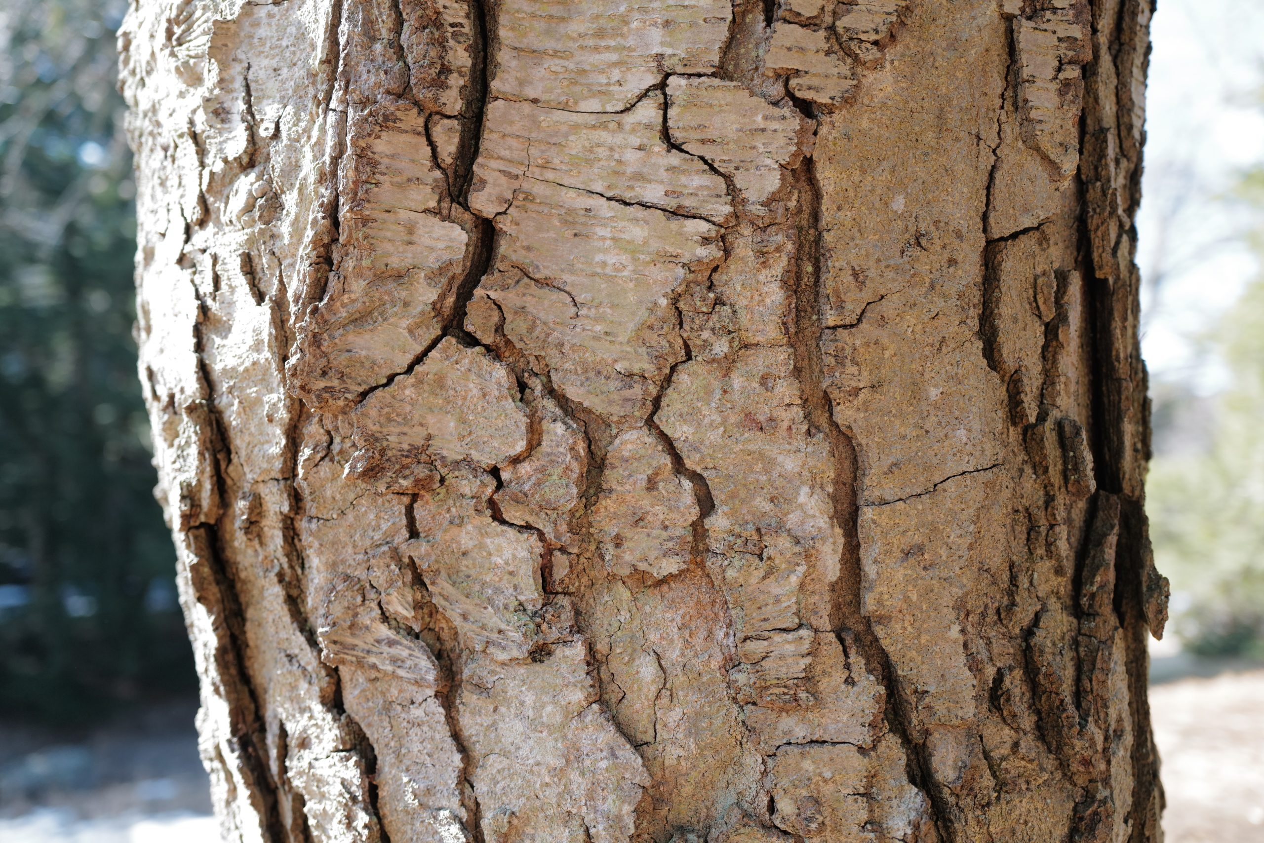 Sweet birch (Betula lenta, accession 265-2011*A).