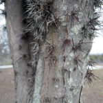 Gleditsia sinensis 491-93-A