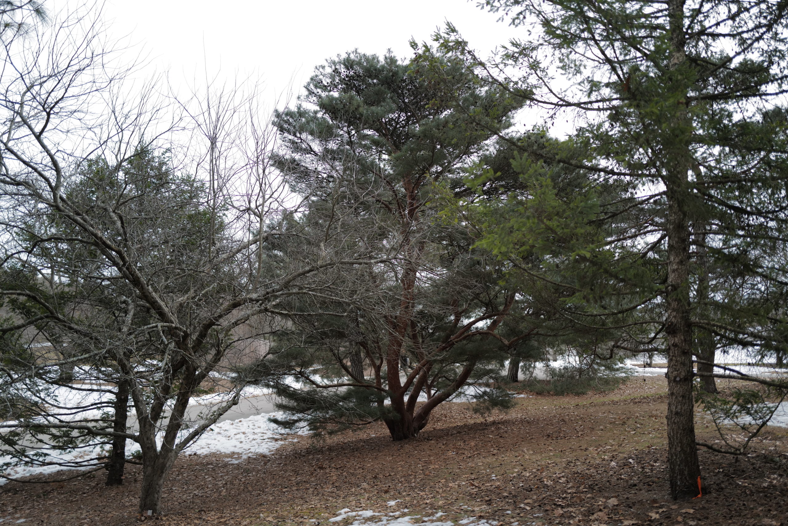 Our Japanese red pine (Pinus densiflora, accession 477-57*B) looking towards Peters Hill Road.