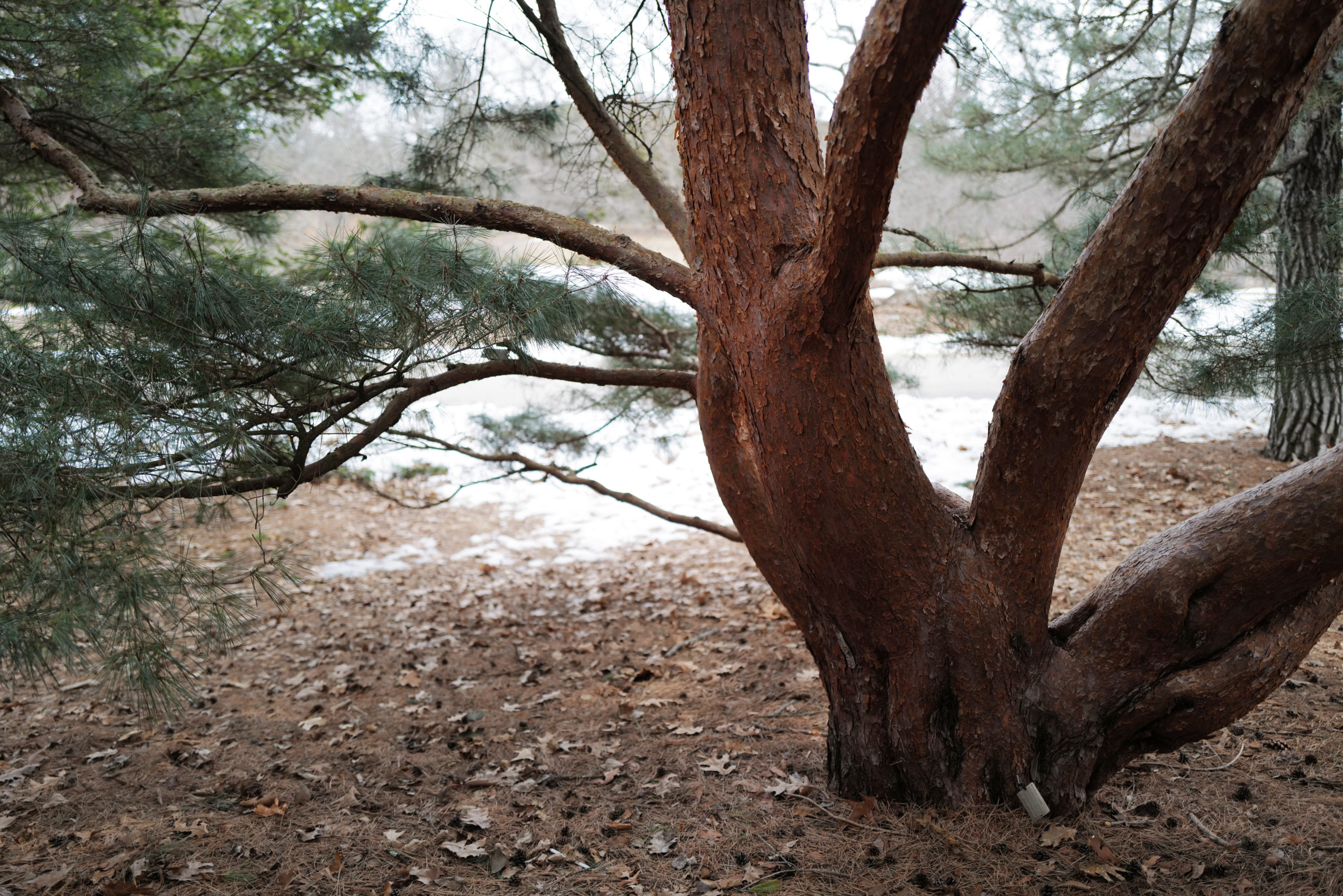 The multiple stems of our Japanese red pine (Pinus densiflora, accession 477-57*B).