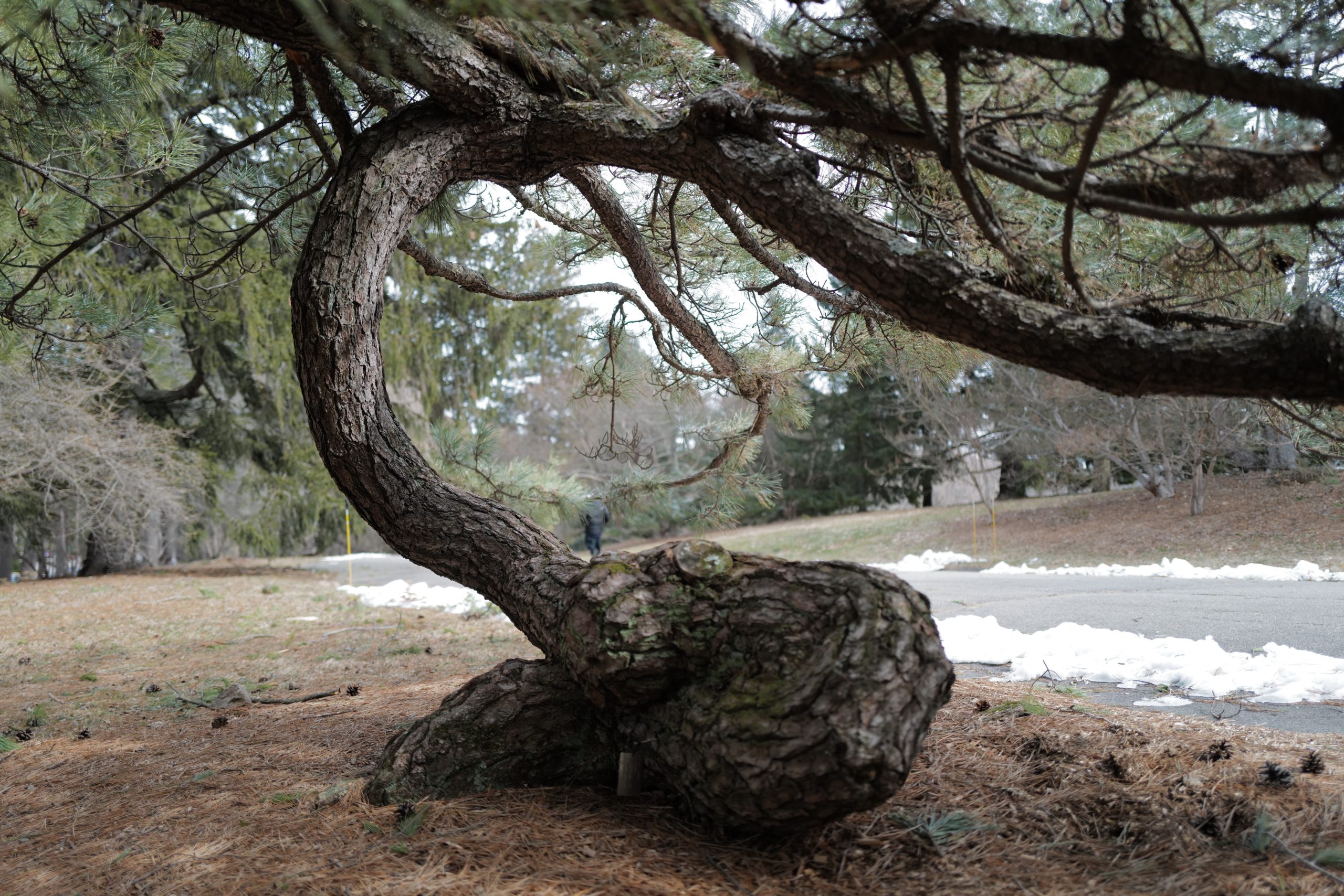 Pinus thunbergii 11371-O