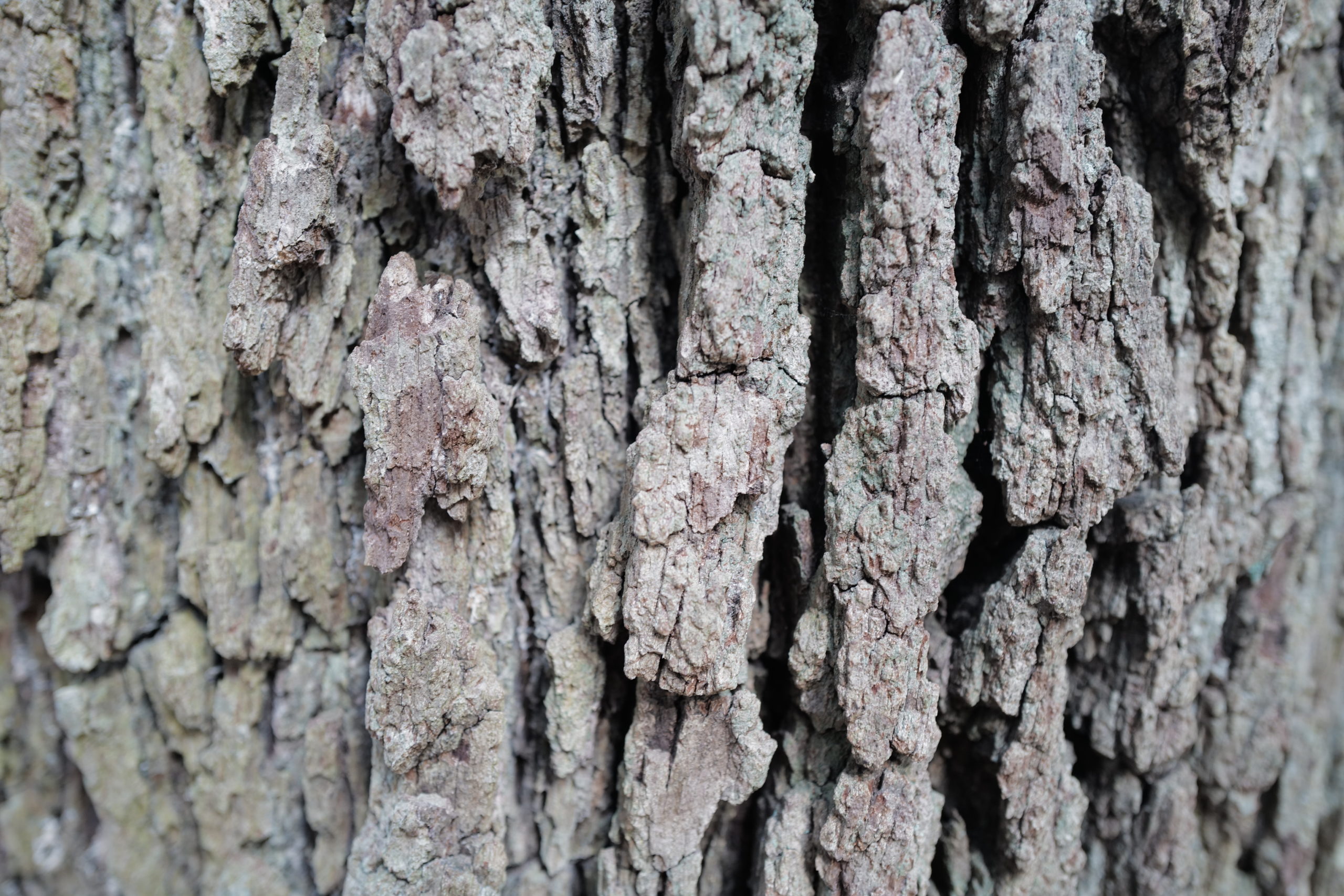 The deeply furrowed bark of the white oak (Quercus alba, accession 290-2011*A).