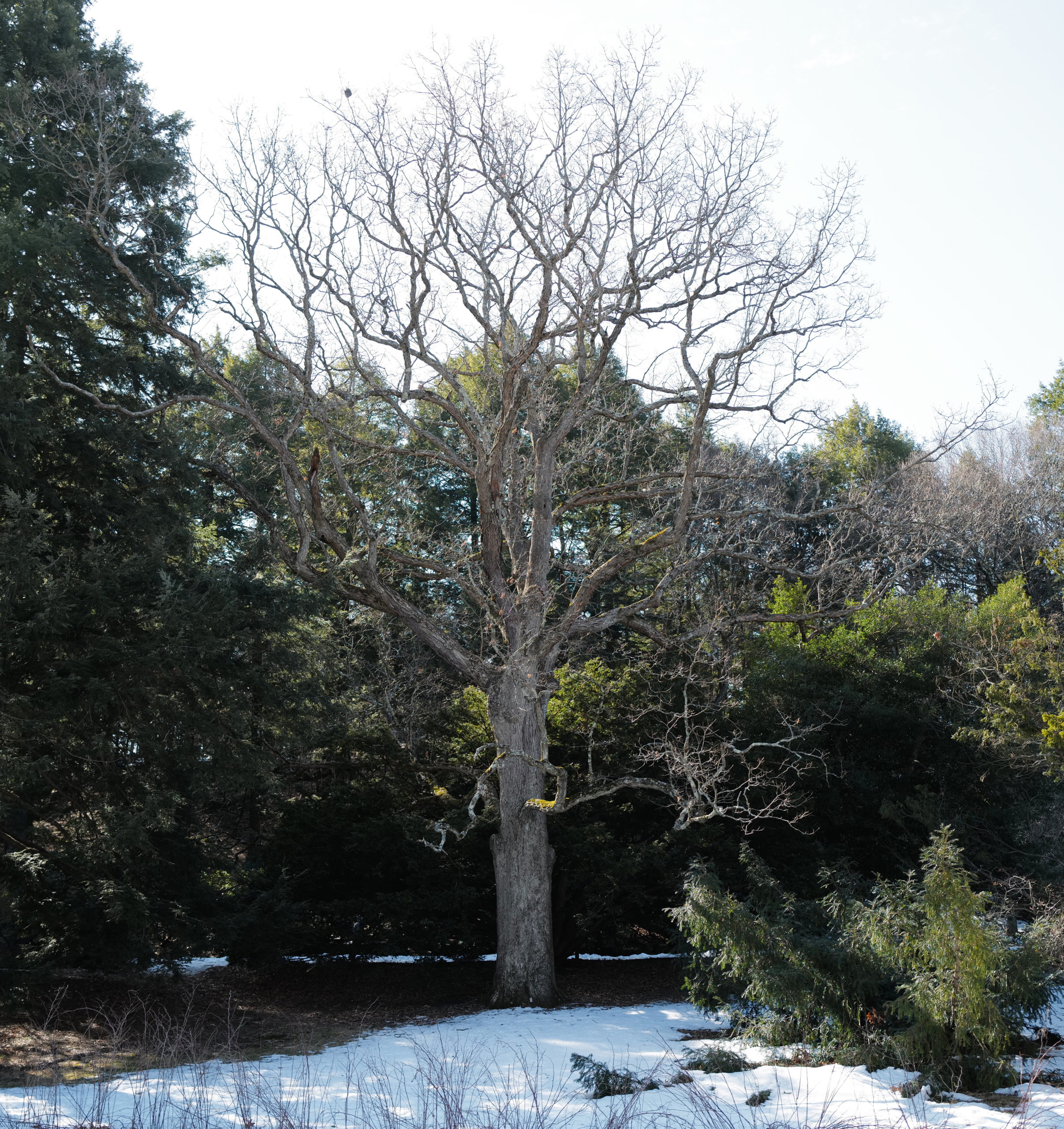 Our white oak <i>(Quercus alba,</i> accession 290-2011*A<i>)</i> viewed from the Spring Brook footbridge.