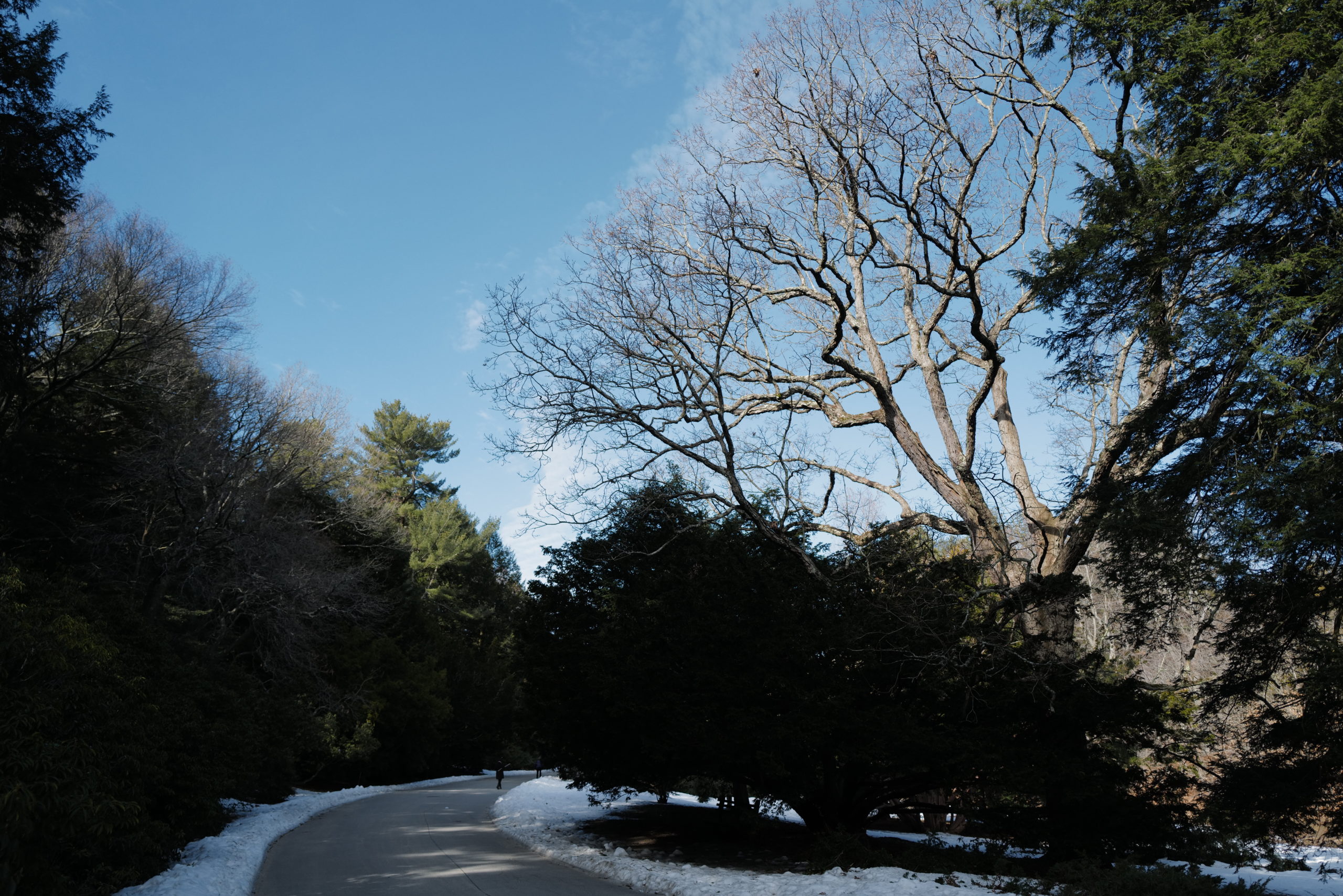 Tall branches of the white oak shine in the late afternoon sun. Compare this photograph taken from a similar perspective as the 1892 image.