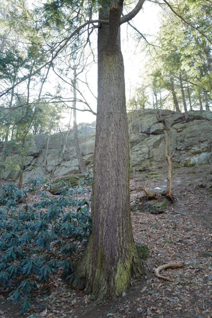 This Canadian hemlock (Tsuga canadensis) may be found just over the Bussey Brook footbridge on Hemlock Hill.