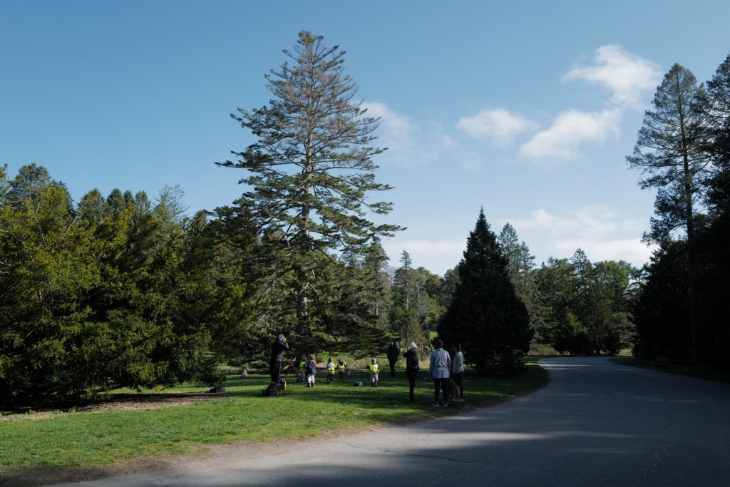 This large Nikko fir (Abies homolepis var. homolepis) draws visitors from Hemlock Hill Road.