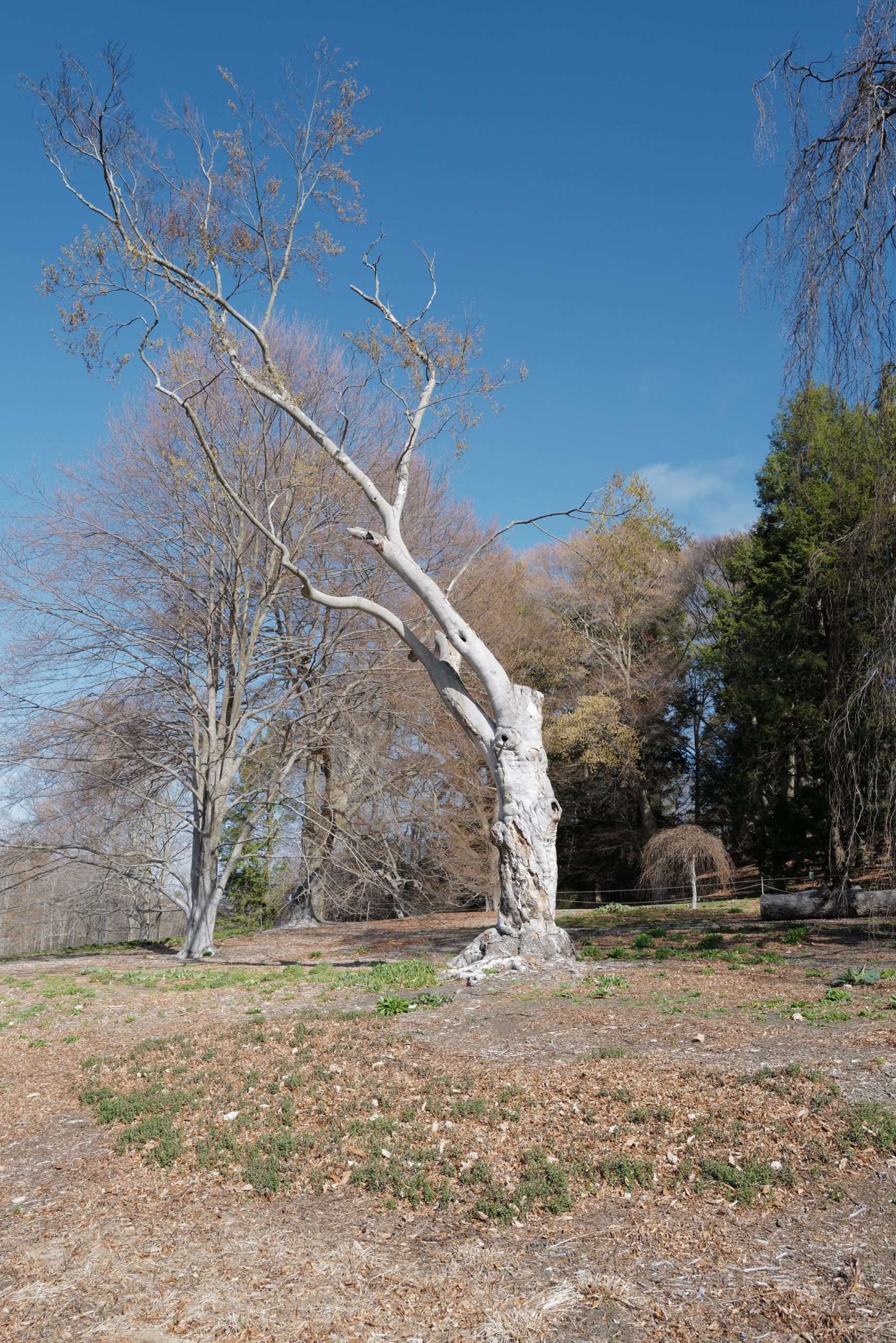 An elderly beech, a survivor of beech bark disease, now stands almost alone.