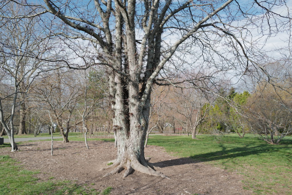 Gleditsia sinensis 491-93-A