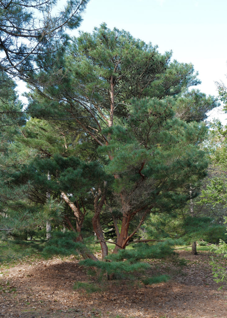 Japanese red pine (Pinus densiflora 'Umbraculcifera').