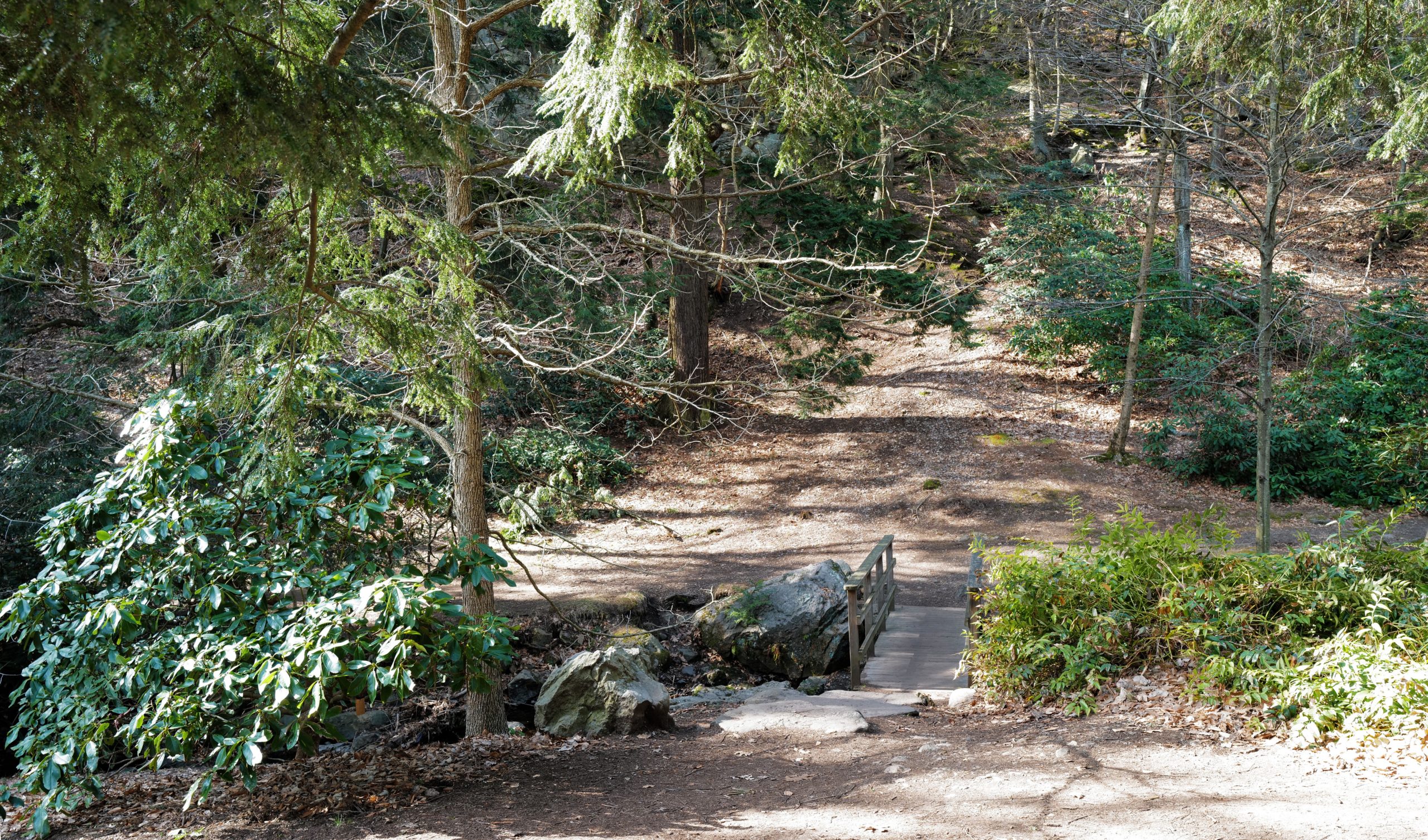 Canadian hemlocks (Tsuga canadensis) abound on Hemlock Hill, just over the footbridge on Bussey Brook.