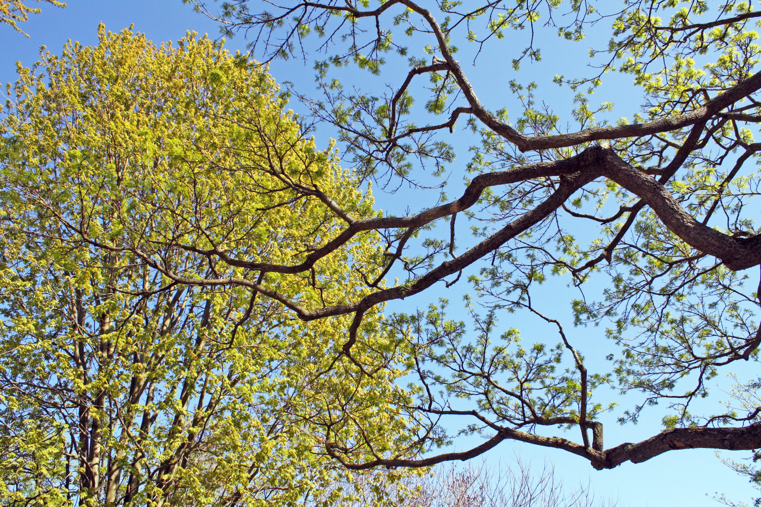 How Trees Help Fight Climate Change