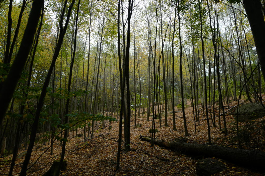 A forest full of thin trees