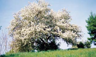 A colored photo of the tree 'Donald Wyman' in spring.