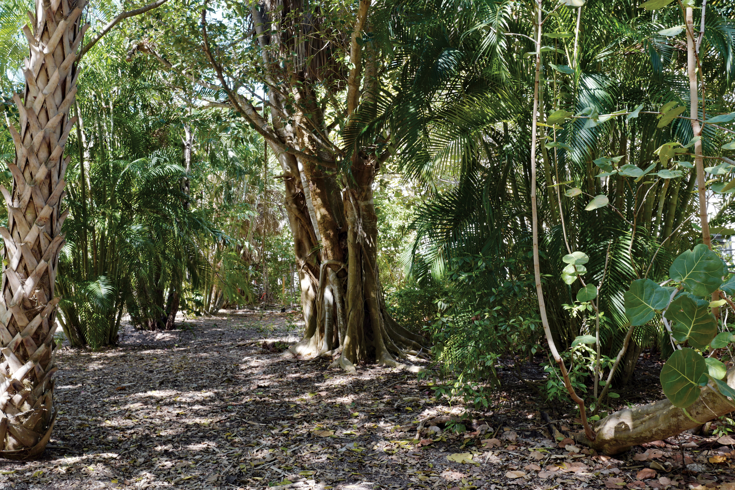 Photograph showing landsape with dense, tropical