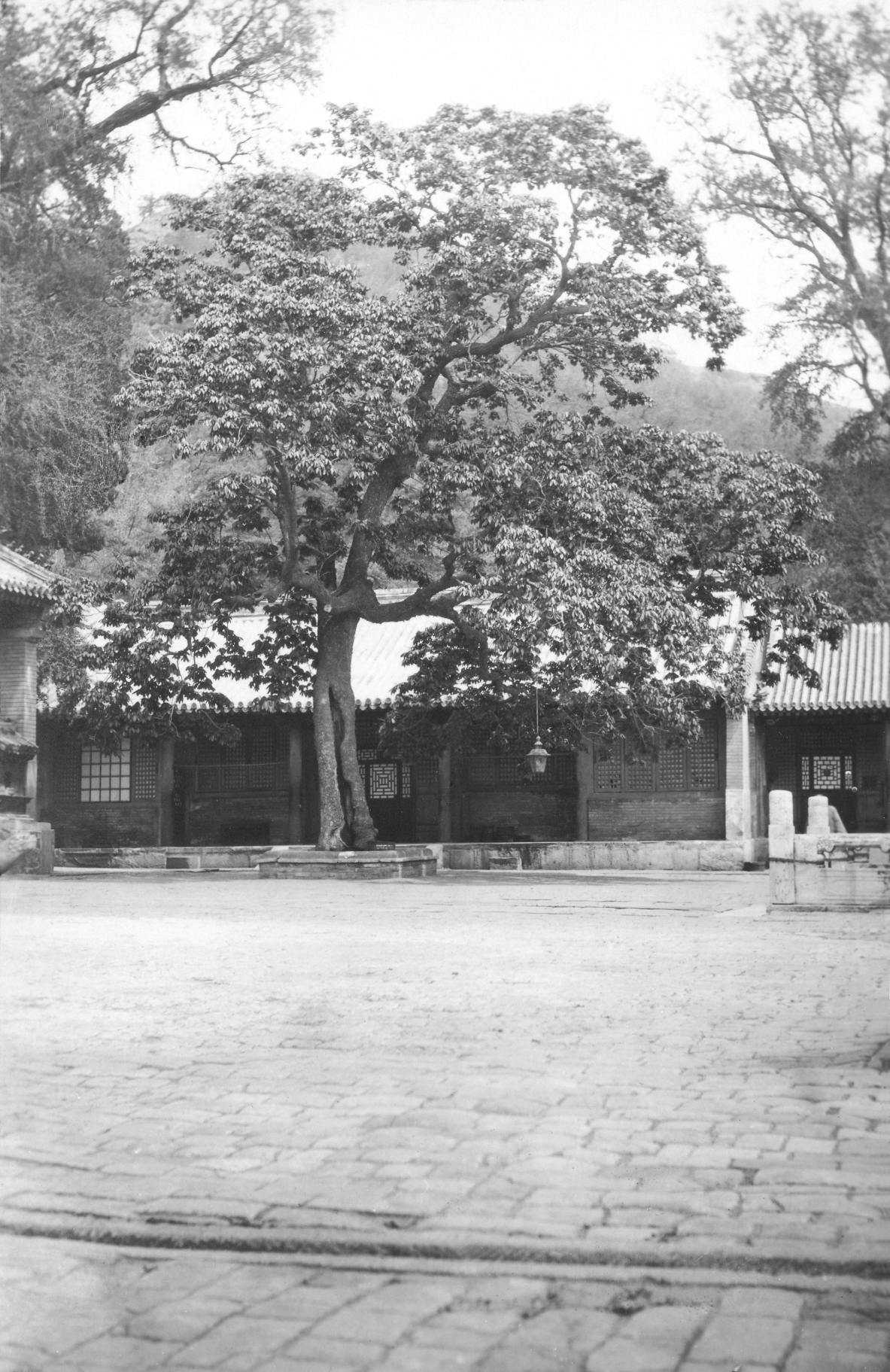 Black-and-white photograph of horse chestnut growing in courtyard