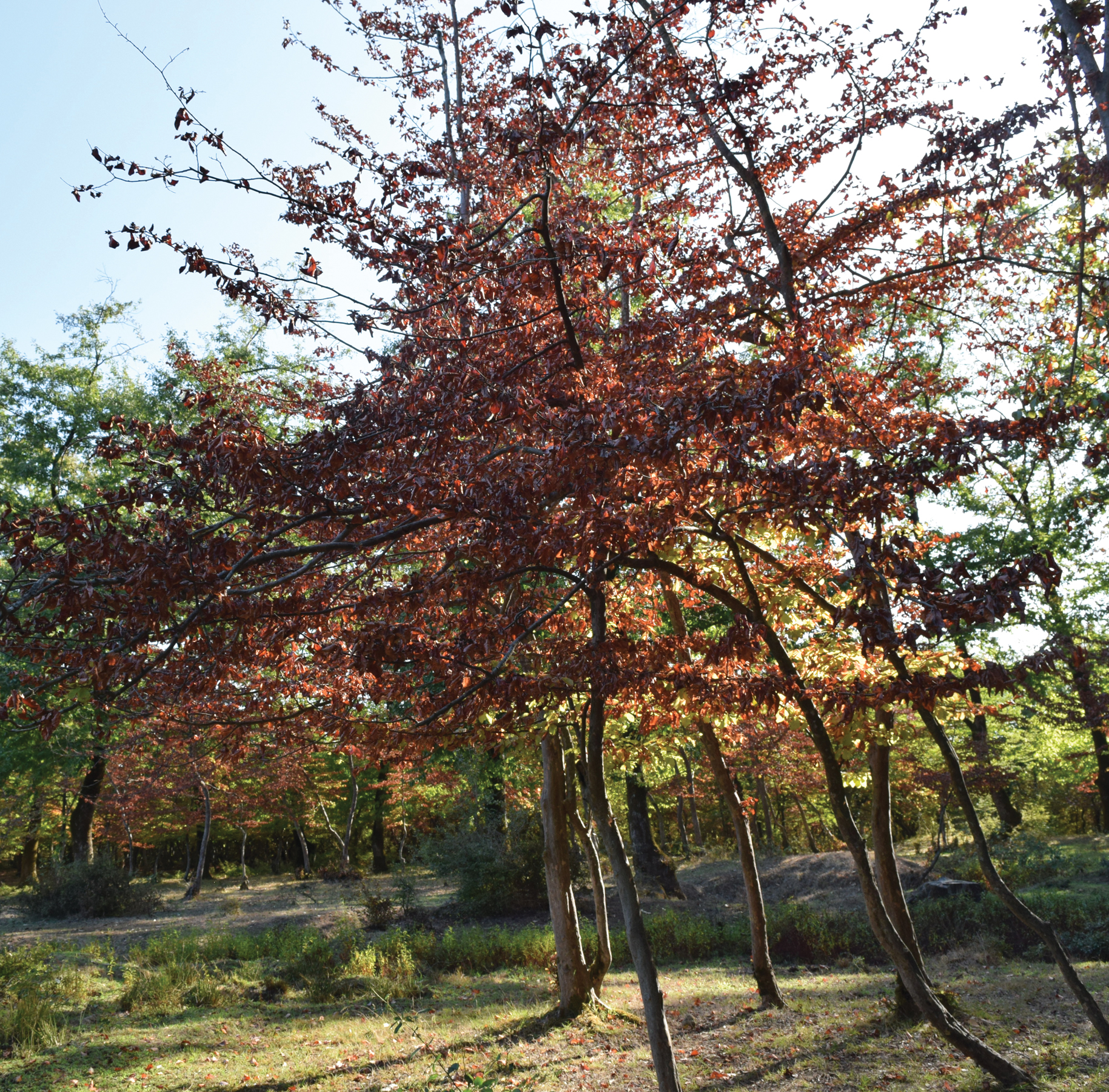 Photograph of ironwood growing in field with short, dry understory