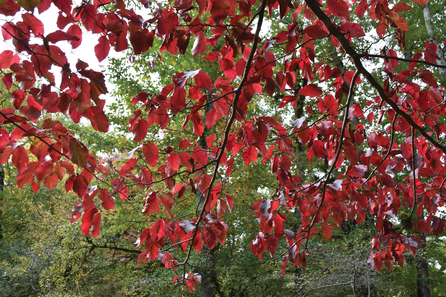 Photograph of brick red fall color