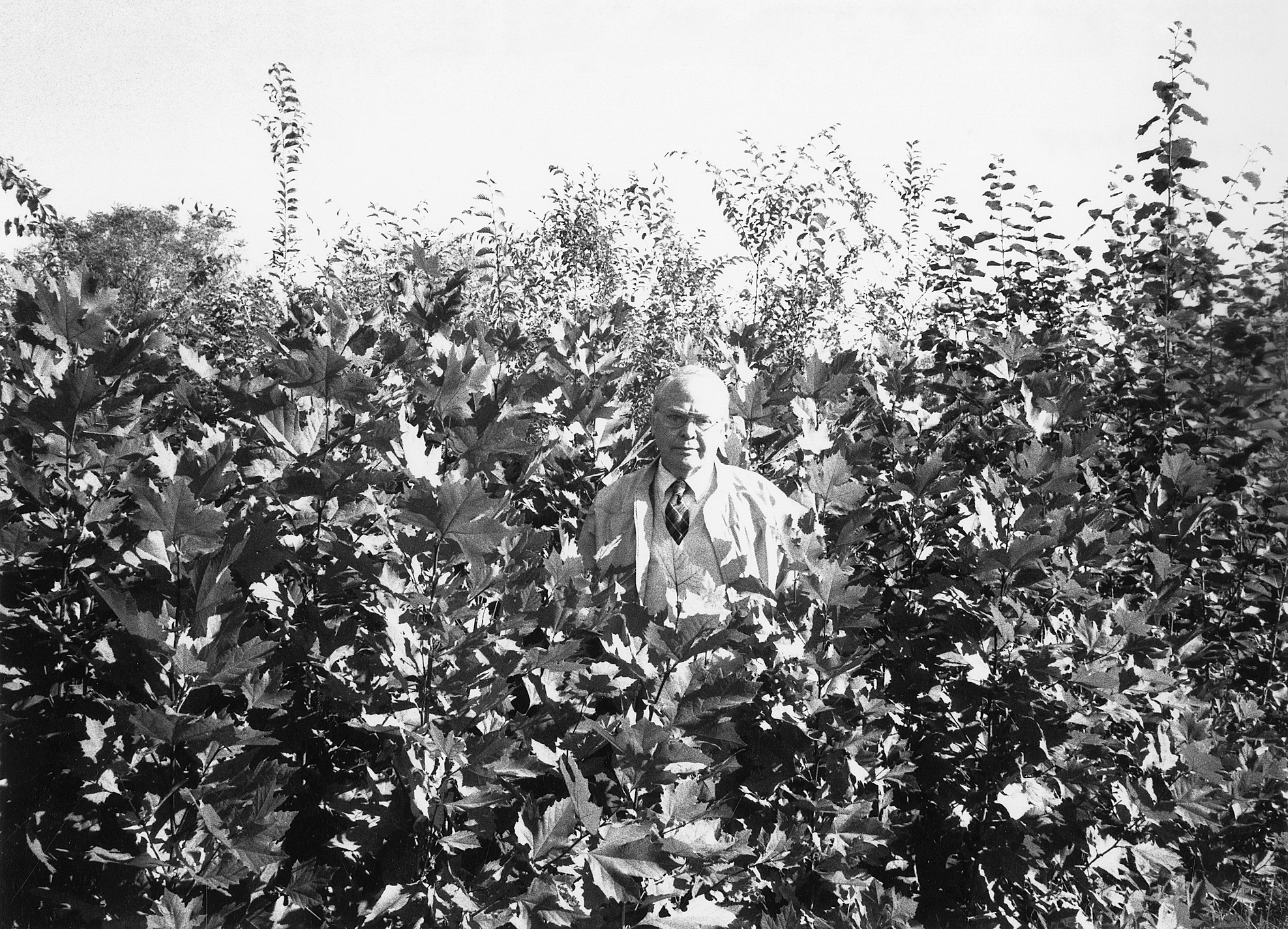 Black-and-white photograph of George Ware standing among saplings in a research plot