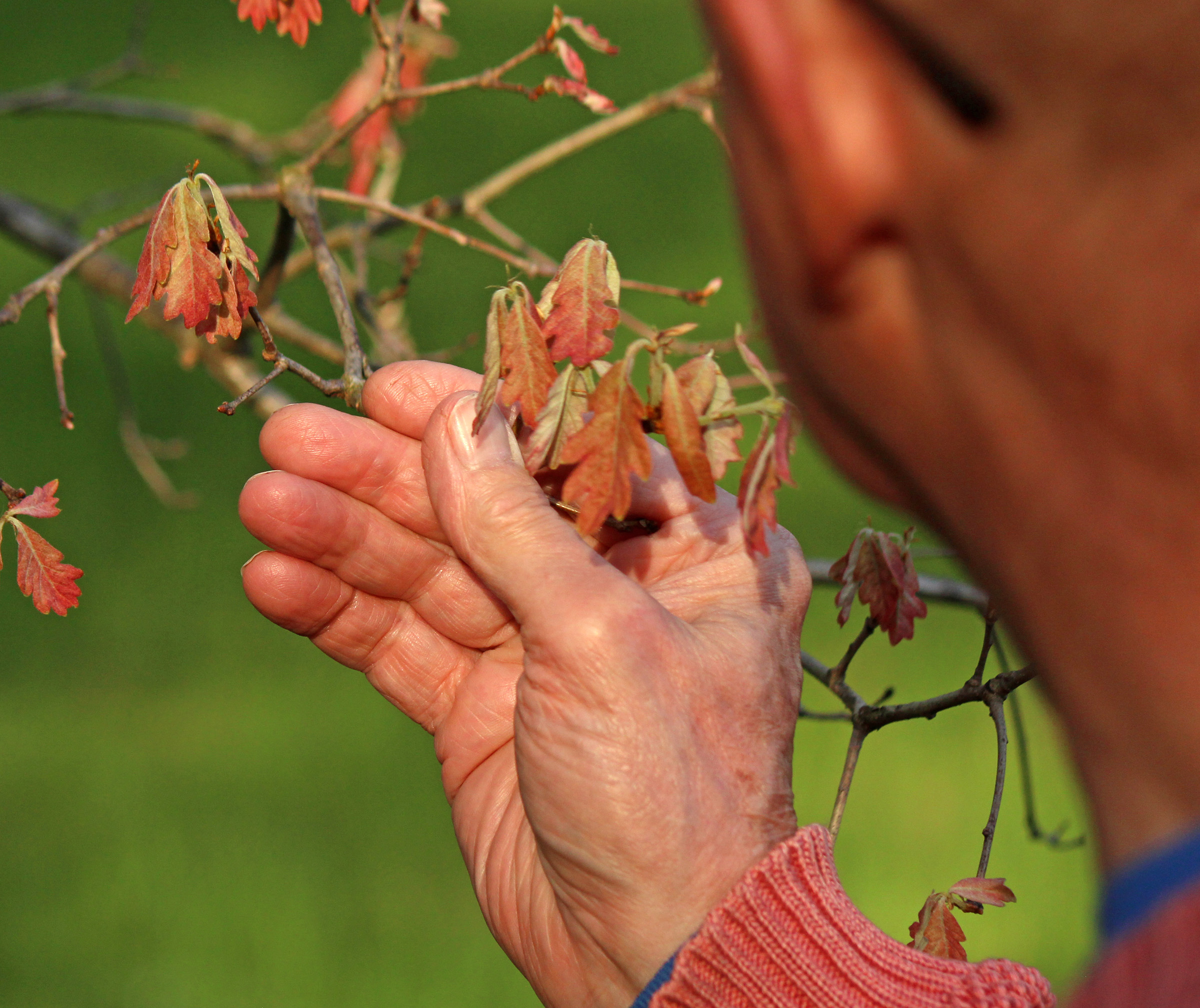 Observations by a Citizen Scientist
