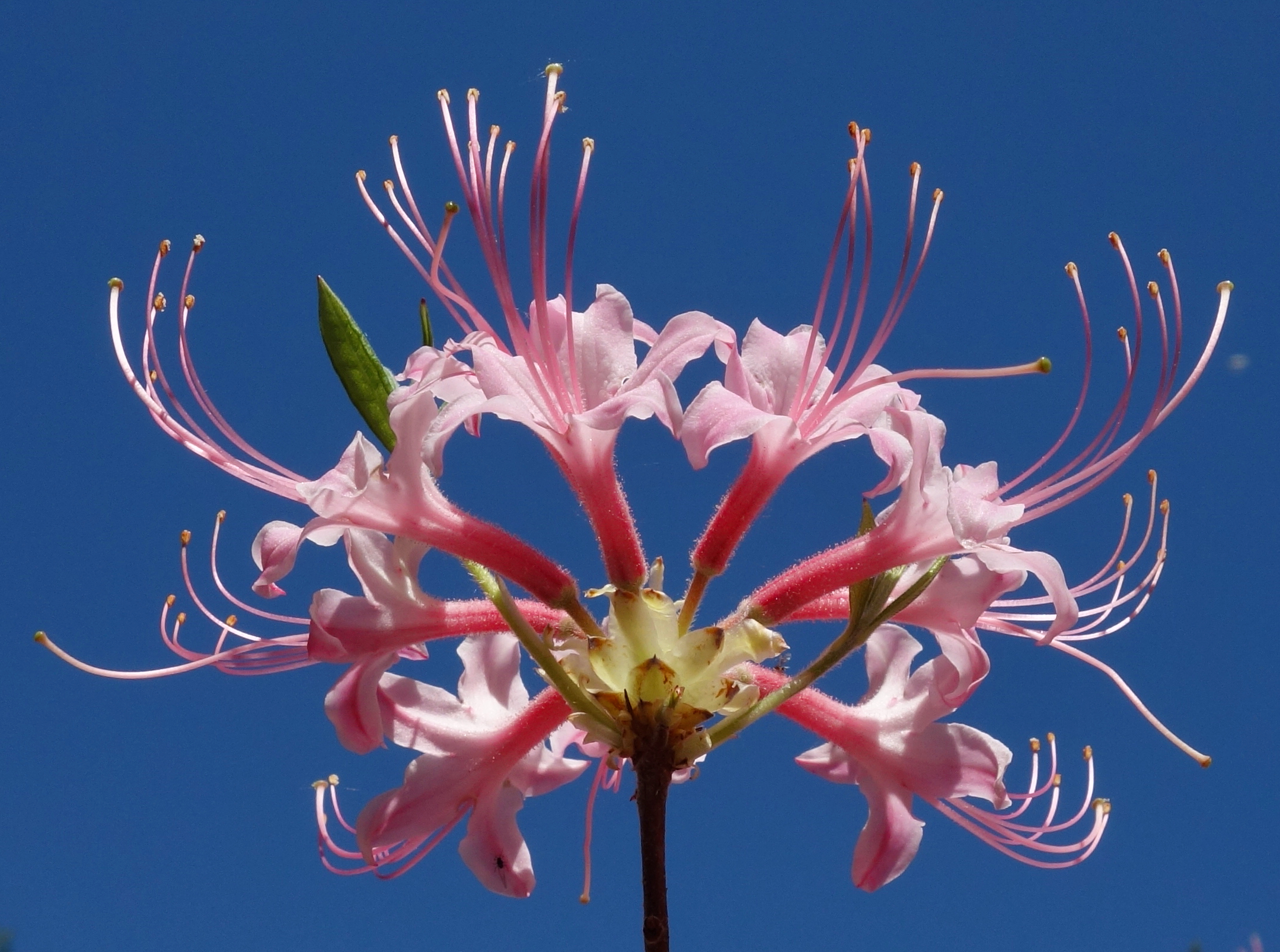 Flowers of the piedmont azalea (Rhododendron canescens).