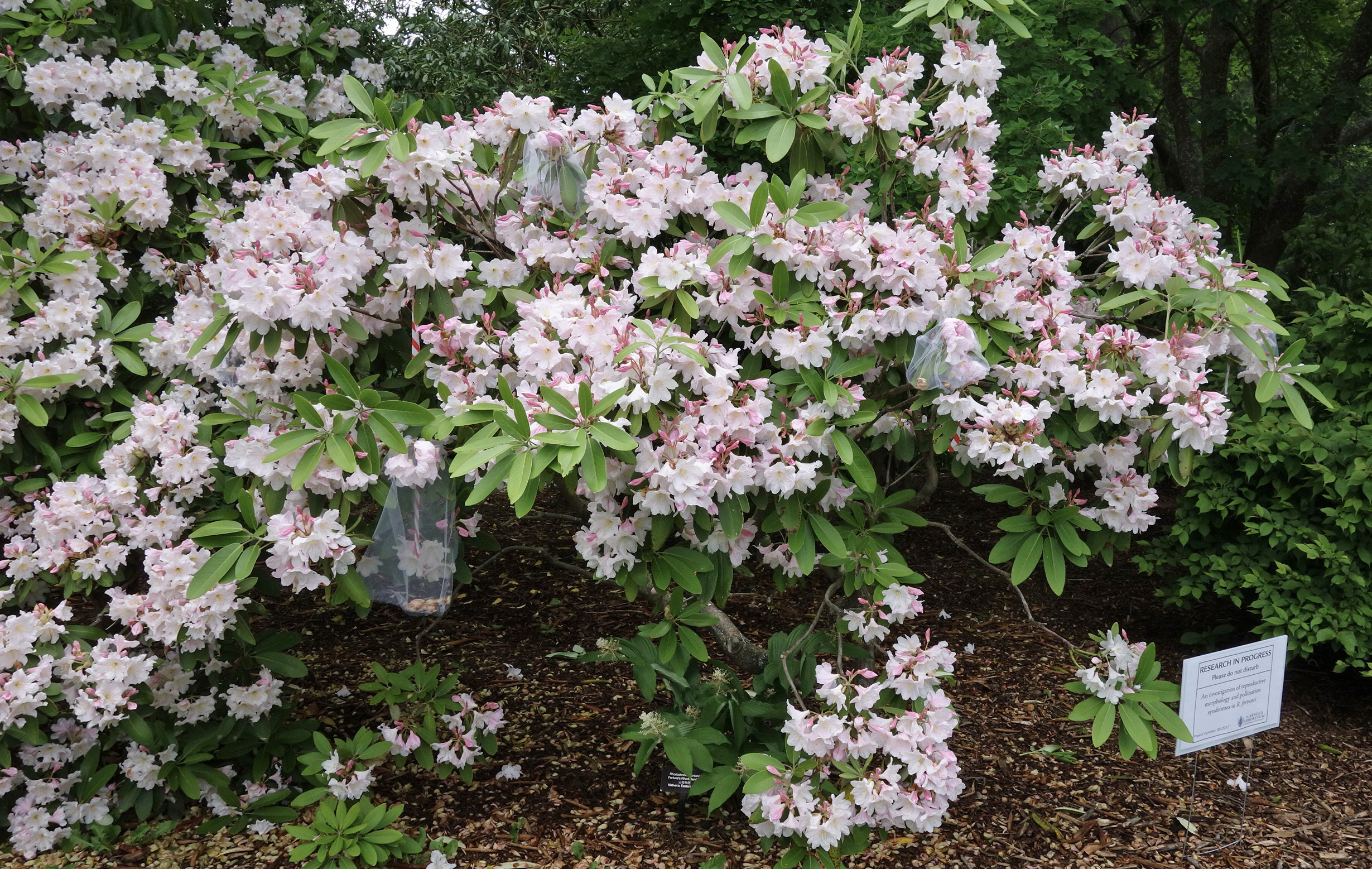 Rhododendron fortunei 1075-89-C