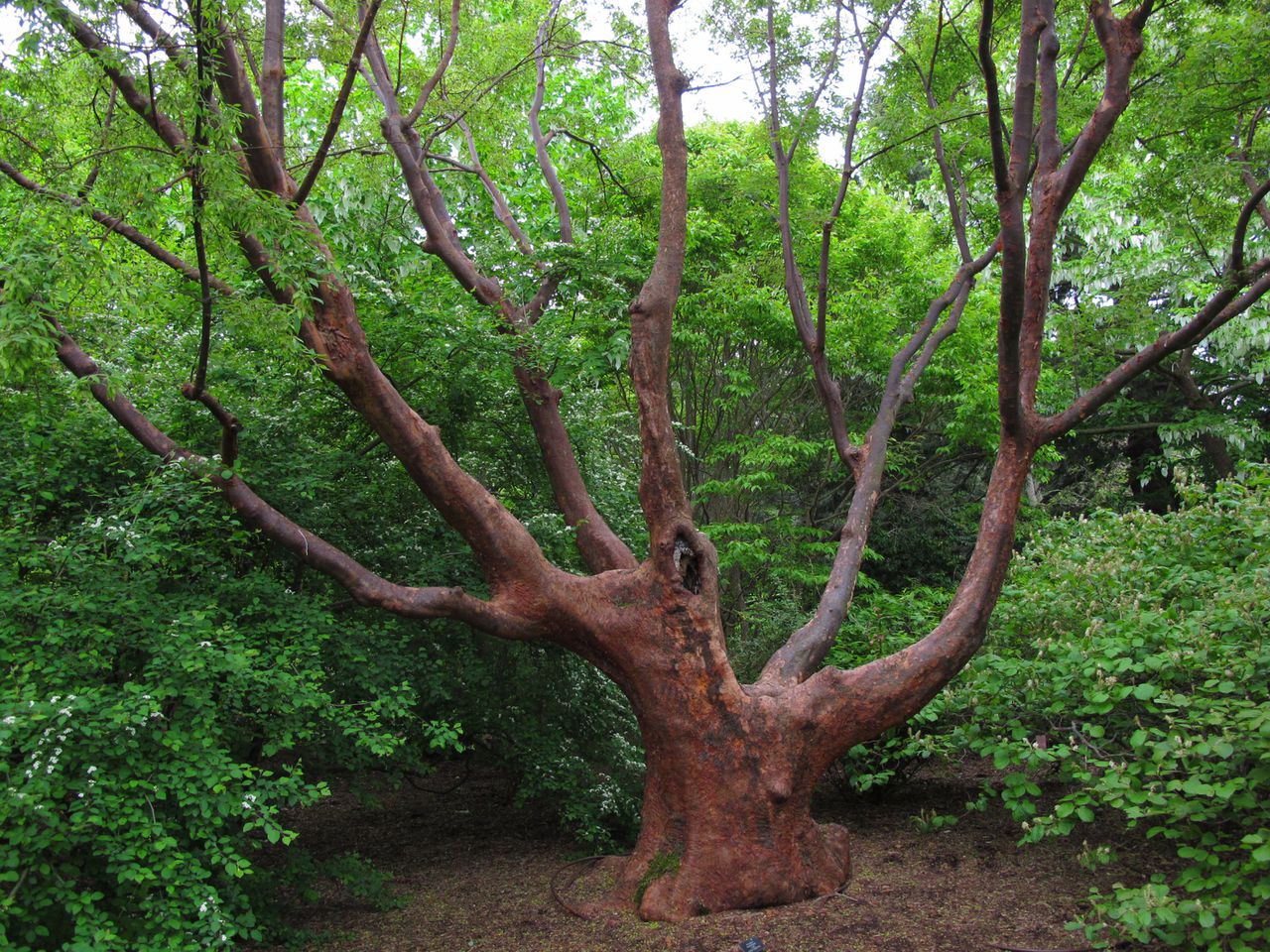 Out on a Limb—Endangered Plants and Their Protectors