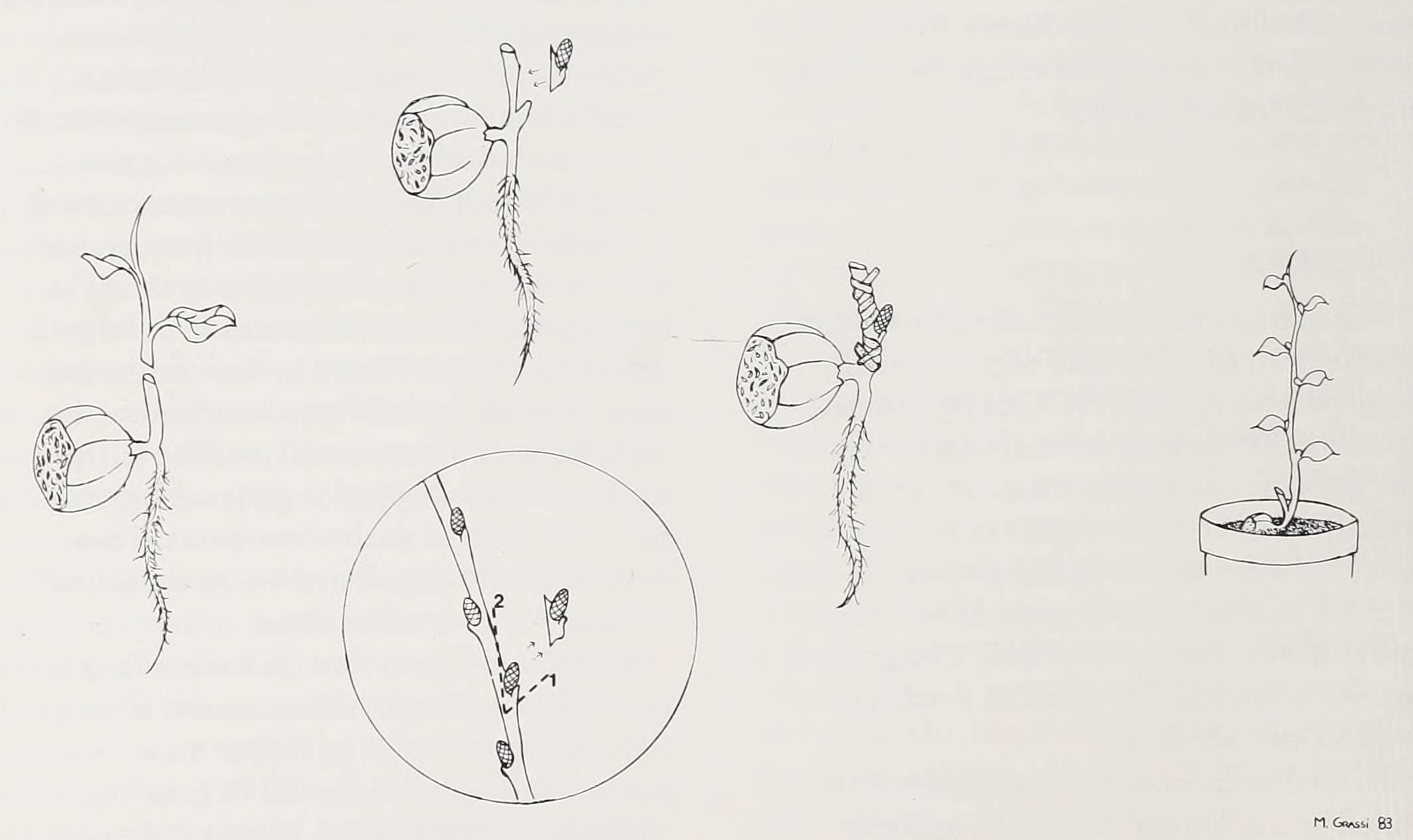 Steps in Propagating Chestnuts by the Chip-Bud Method. 1. Harvest nuts in fall and place m moist, cold storage (32°F to 40°F) for 90 days. 2. Place nuts in moist, warm (70°F to 75°F) germinating medium. 3. When shoots emerge and leaves begin unfolding, remove sprouts from germinating medium and cut off leafy portion of shoot. 4. Cut shield-shaped chip from remaining portion of shoot. 5. On plant to be grafted, cut chip of same size and shape around bud on basal two-thirds of previous year’s growth. 6. Bind bud and shoot together in position of maximum cambial contact. 7. Place graft in container deep enough to accommodate tap root. 8. Place container m humidity case at 70°F to 75°F. 9. When graft union has healed and bud is leafing out, begin to reduce heat gradually. 10. Plant outdoors in June.