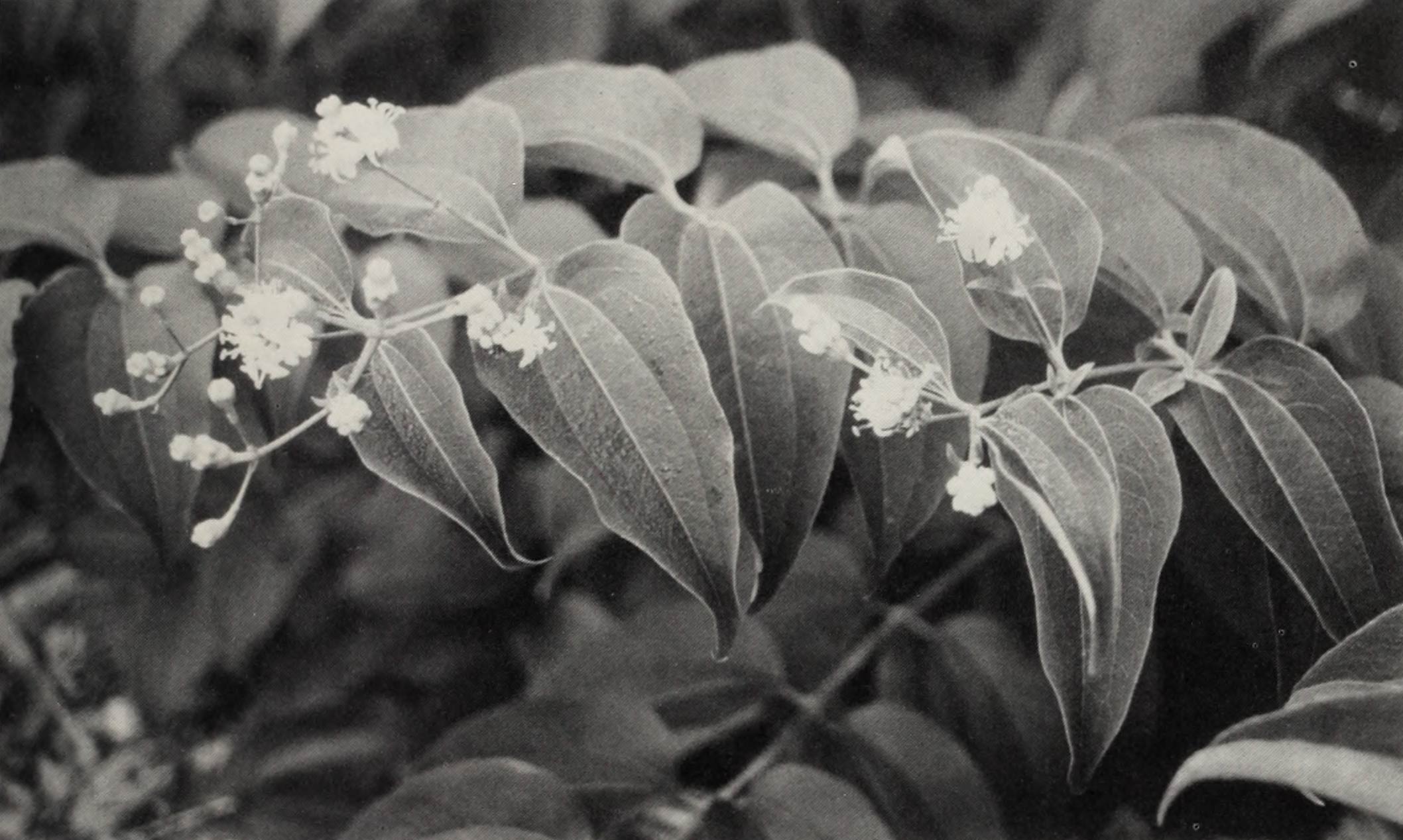 A black and white photo of a spray of Heptacodium jasminoides.