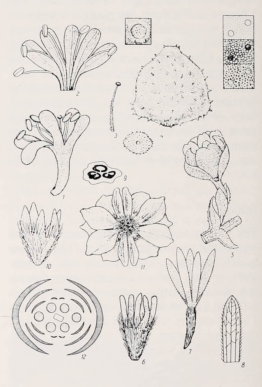 Drawings of the anatomical details of the flowers and floral parts of both Heptacodium jasminoides Airy Shaw and Heptacodium miconioides Rehder as shown in Novosti Sistematiki Vysshikh Rastenii, Volume 2 (1985) (see the "Bibliography and Iconography").