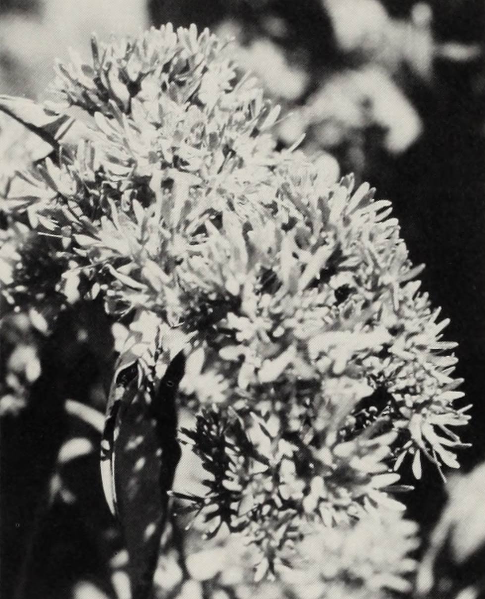 A black and white photo of a cluster of A large cluster of Heptacodium fruits.