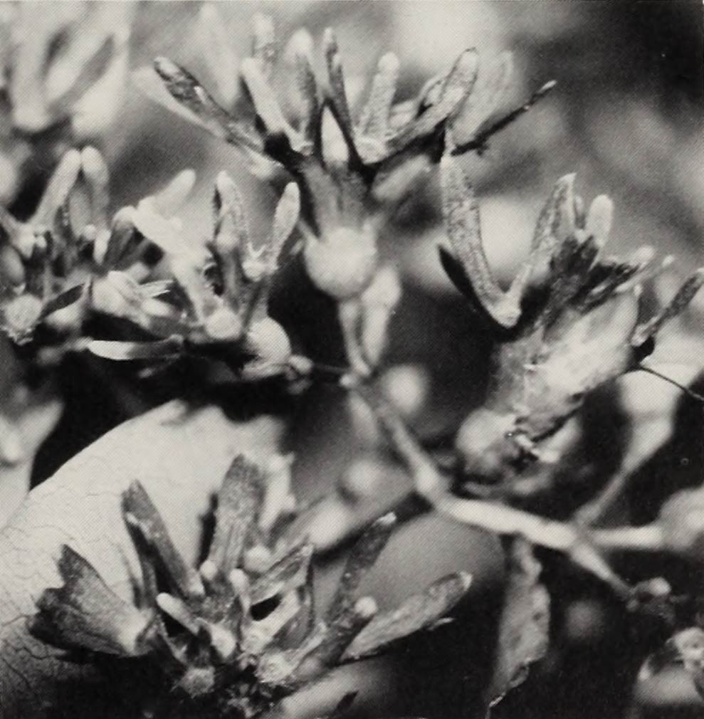 A black and white photo of a Heptacodium fruit cluster.