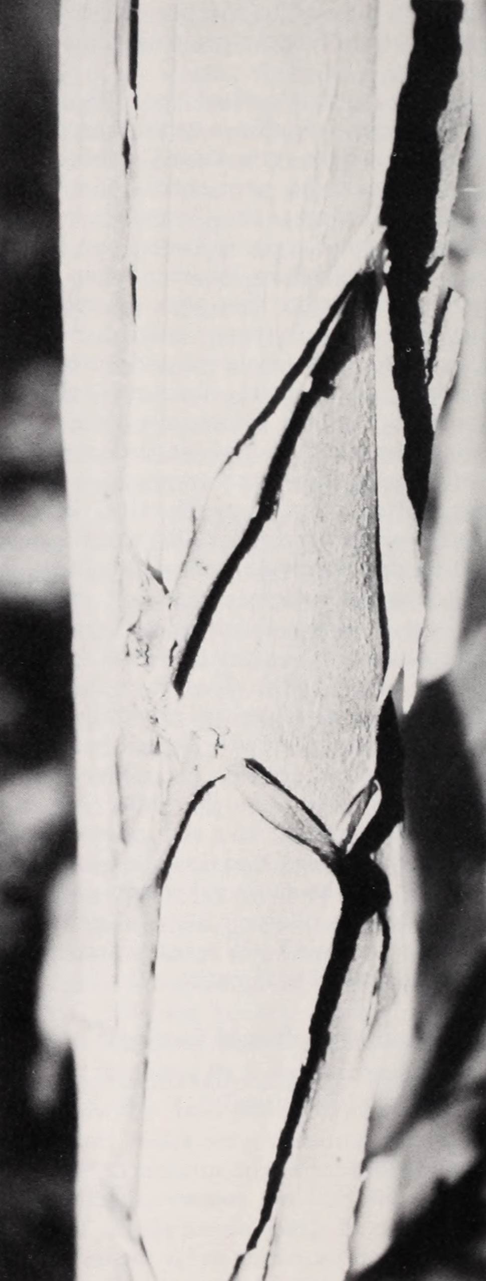 A black and white photography of the thin, peeling bark of Heptacodium.