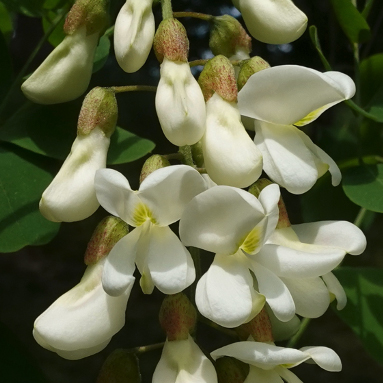 black locust flowers